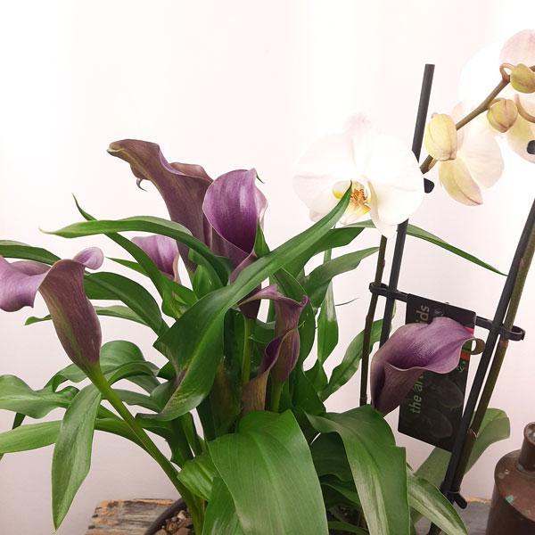 Custom Design Planter Garden - 2 (Orchid, Calla Lillies, Succulent)