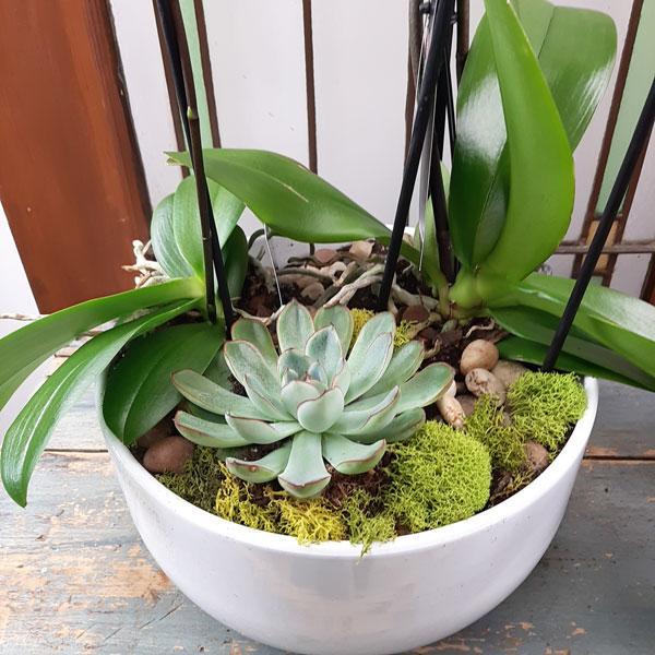 Valentine Design Planter Garden - 4 (Orchids & Succulents)