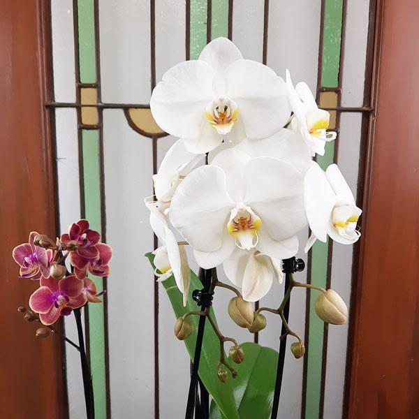 Valentine Design Planter Garden - 4 (Orchids & Succulents)