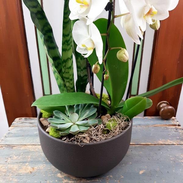 Valentine Custom Design Planter Garden - 3 (Orchid, Sansevieria, Succulent)