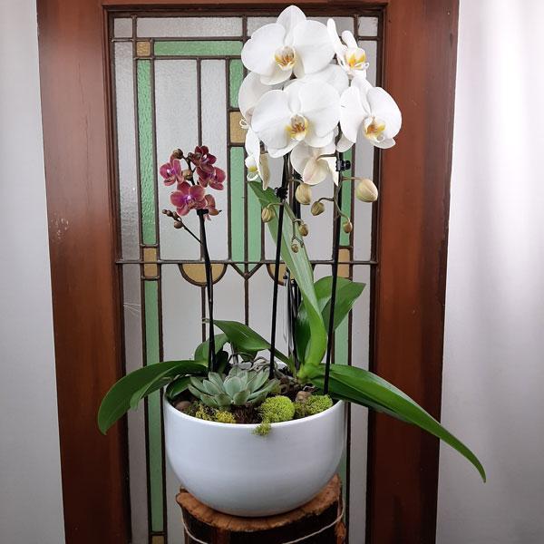 Valentine Design Planter Garden - 4 (Orchids & Succulents)