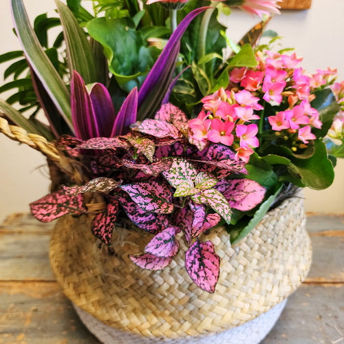 Blooming Garden 3 (Potted Plants)