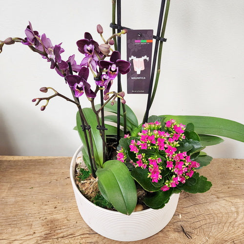 Custom Design Planter Garden - 7 (Pair of Orchids & Kalanchoe Plant)