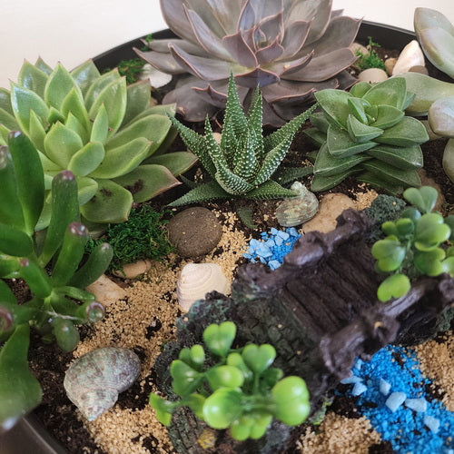 Custom Design Succulent Garden - 1