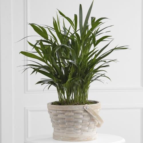 Deeply Adored Palm Planter