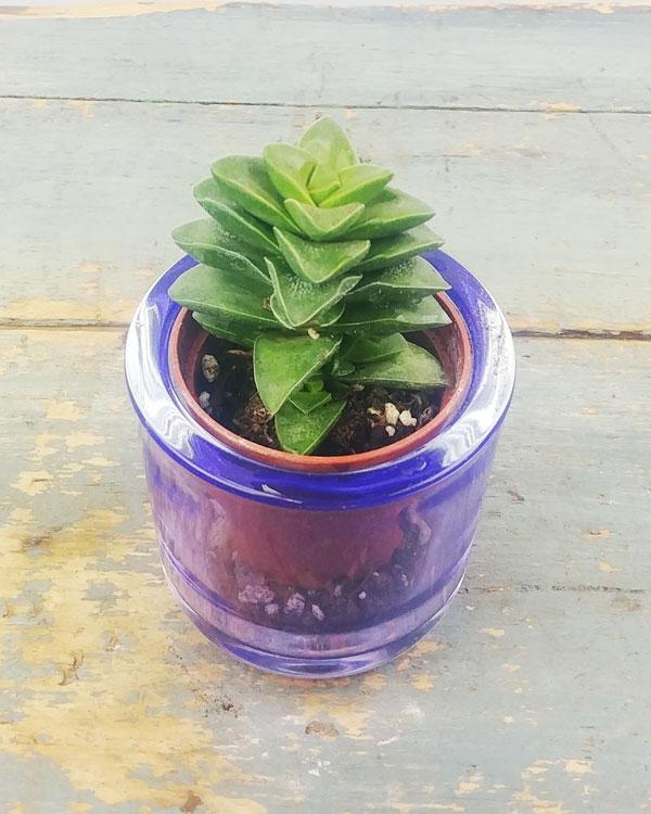 Mini Potted Succulent