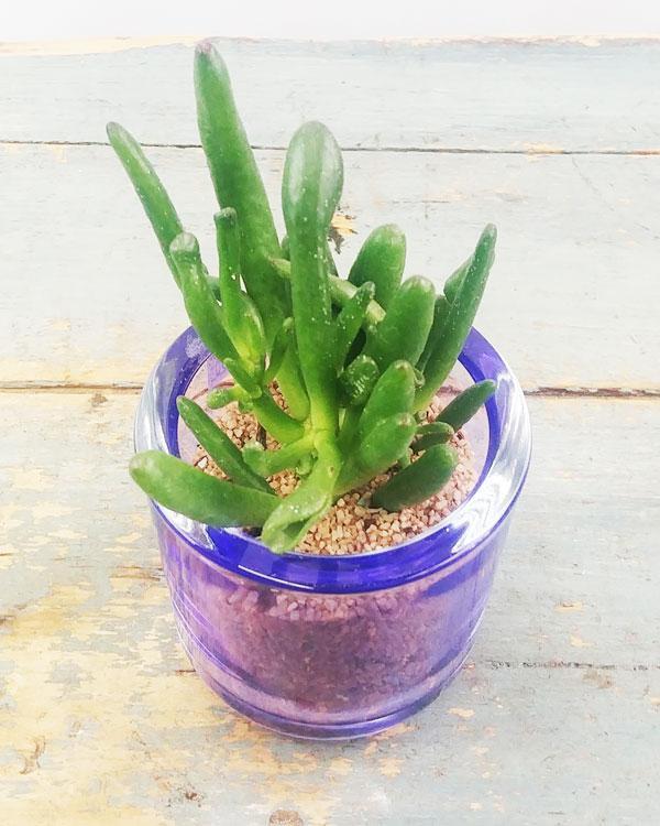 Mini Potted Succulent