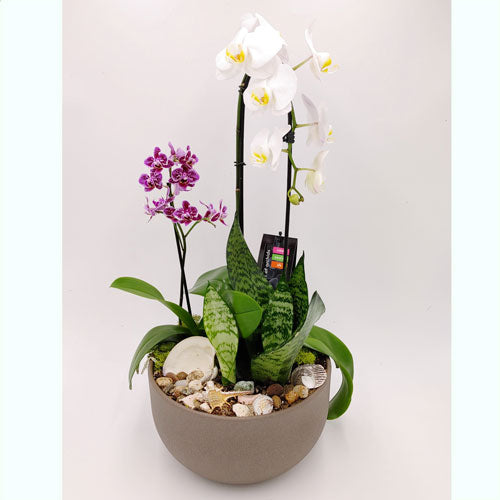 Custom Design Planter Garden - 4 (Orchids & Sansevieria)