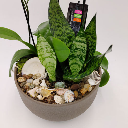 Custom Design  Planter Garden - 4 (Orchids & Sansevieria)