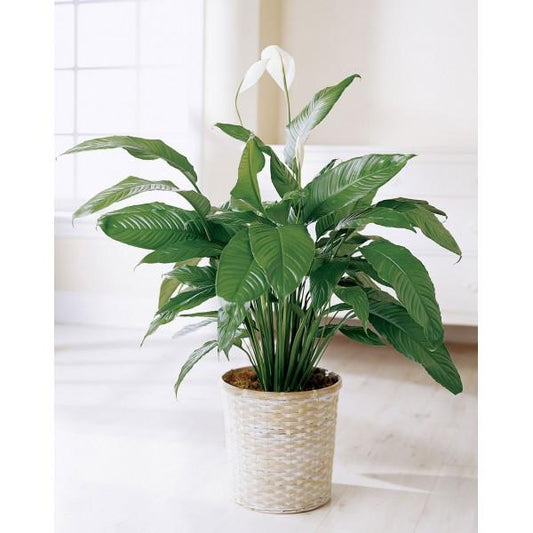 Peace Lily (Spathipyllum)