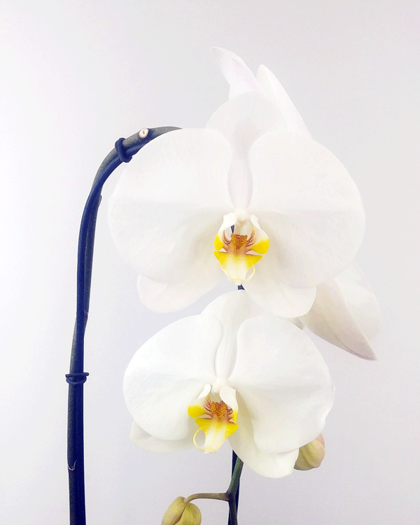 The White Orchid Planter