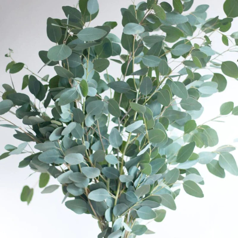 Silver Dollar Eucalyptus