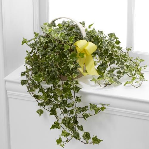 Solace Ivy Planter
