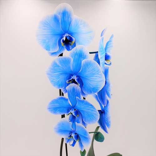 Orchid Garden Planter - 4 (Blue Phalaenopsis Orchid)