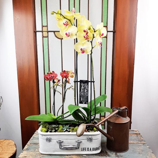 Potted Orchids and Indoor Plants