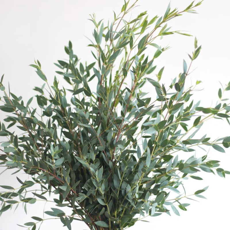 Greens for Weddings and DIY Bouquets