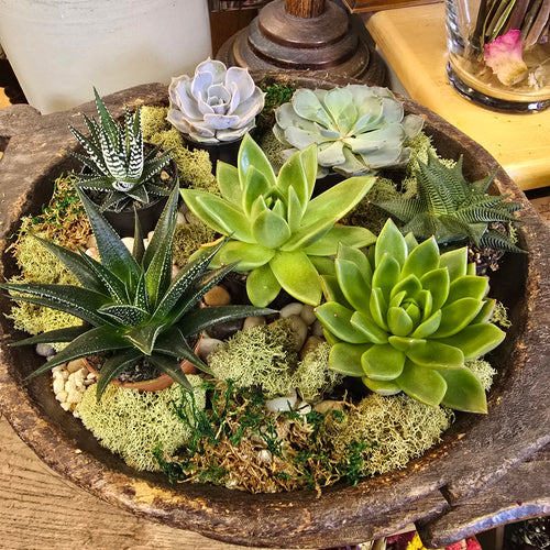 Antique Hand-Made Wooden Plate with Succulents