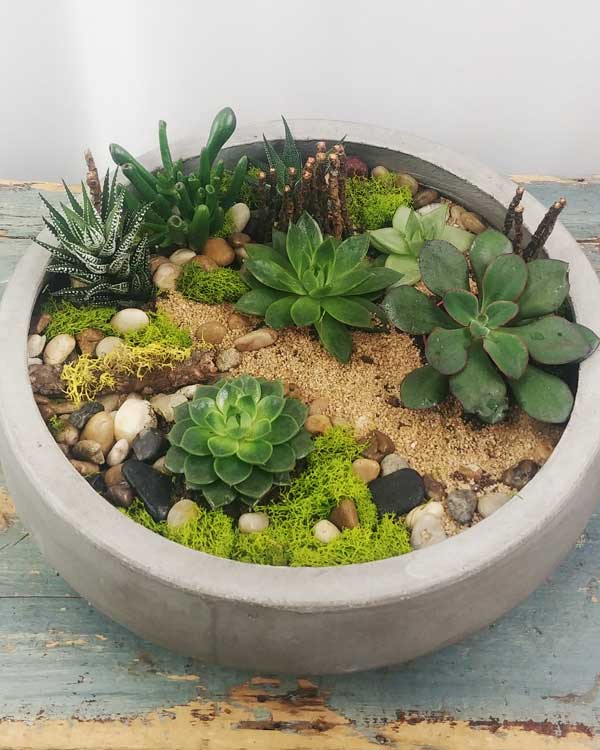 DESERT GARDEN