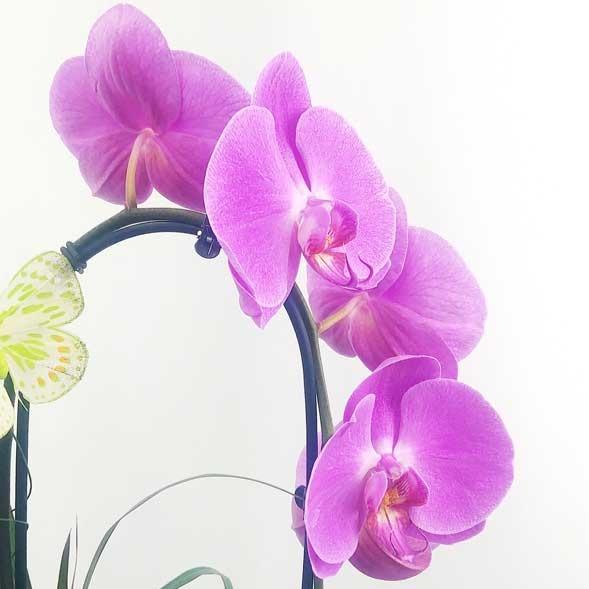Custom Design  Planter Garden - 1 (Orchids & Succulents)