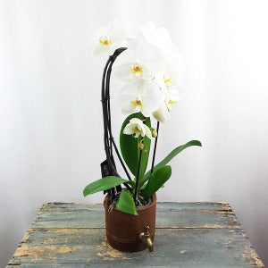 Orchid Garden Planter - 2