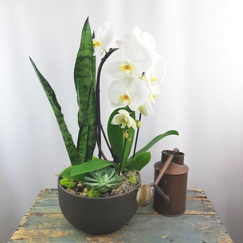 Custom Design  Planter Garden - 3 (Orchid, Sansevieria, Succulent)