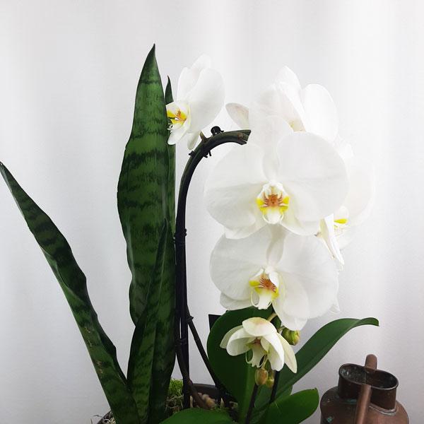 Valentine Custom Design  Planter Garden - 3 (Orchid, Sansevieria, Succulent)
