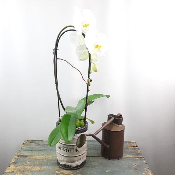 Valentinef Orchid Garden Planter - 1