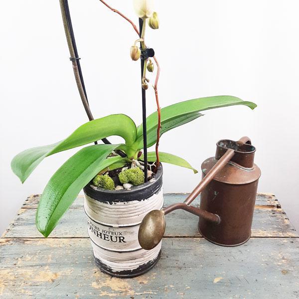 Valentinef Orchid Garden Planter - 1
