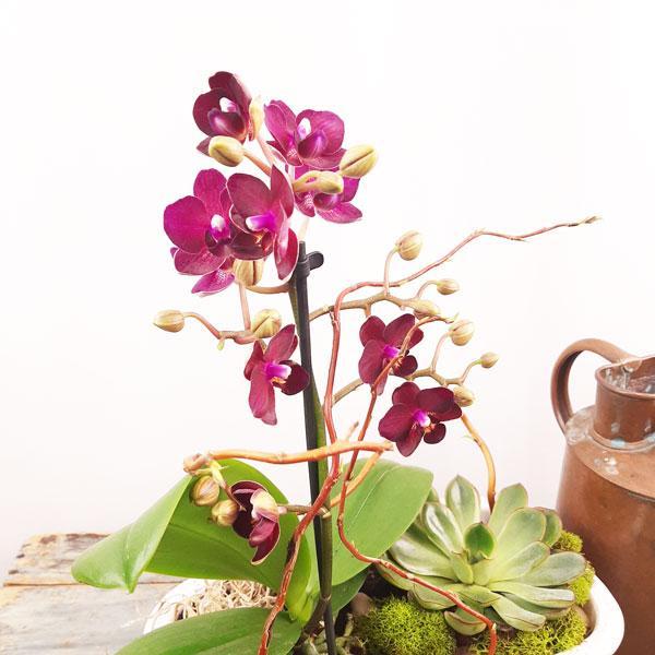 Eco Garden - 3 (Orchids & Succulents)