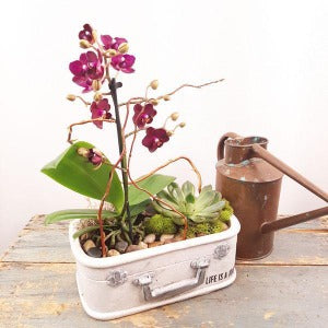 Eco Garden - 3 (Orchids & Succulents)