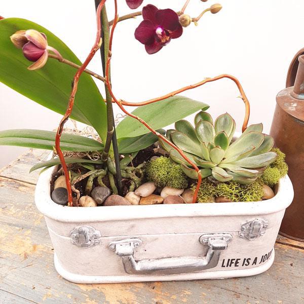 Eco Garden - 3 (Orchids & Succulents)