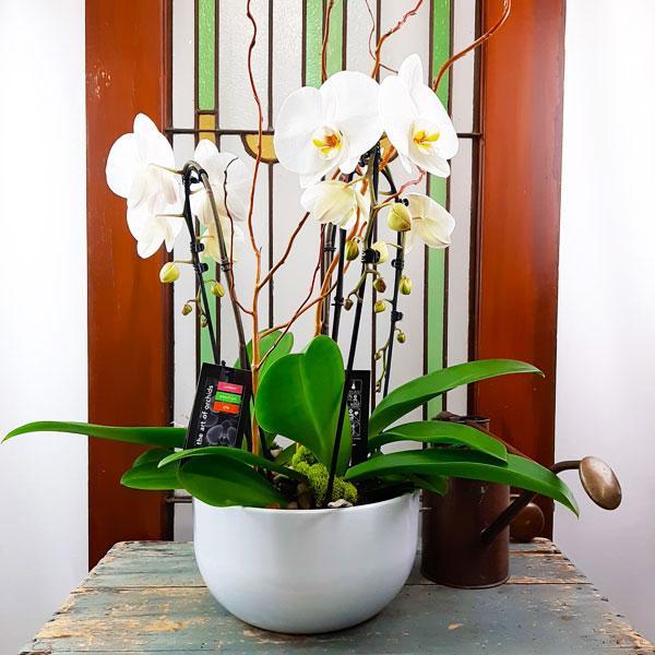 Custom Design Planter Garden - 5 (Triple Orchids)