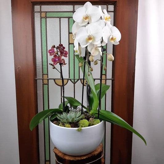 Valentine Design  Planter Garden - 4 (Orchids & Succulents)