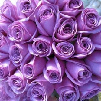 Two Dozen Boxed Roses (Red, Pink, Blue, Purple, Mixed, White, Yellow)