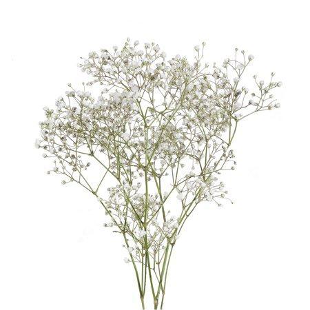 Baby's Breath