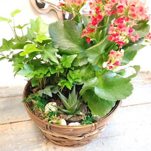 Blooming Garden 4 (Potted Plants)