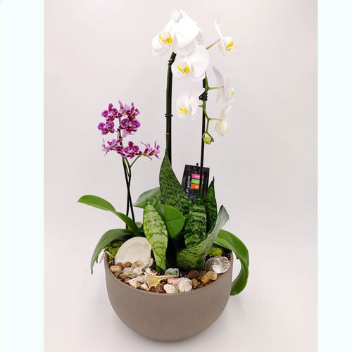 Custom Design  Planter Garden - 4 (Orchids & Sansevieria)