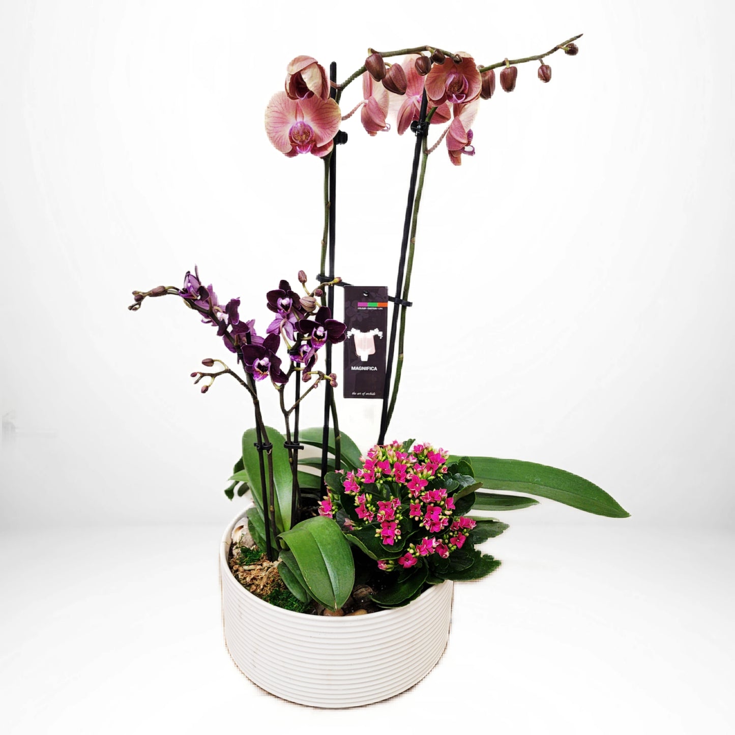 Custom Design Planter Garden - 7 (Pair of Orchids & Kalanchoe Plant)