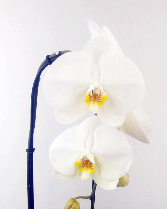 The White Orchid Planter