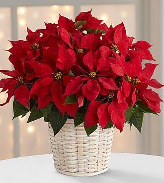 Basket - Red Poinsetta Basket