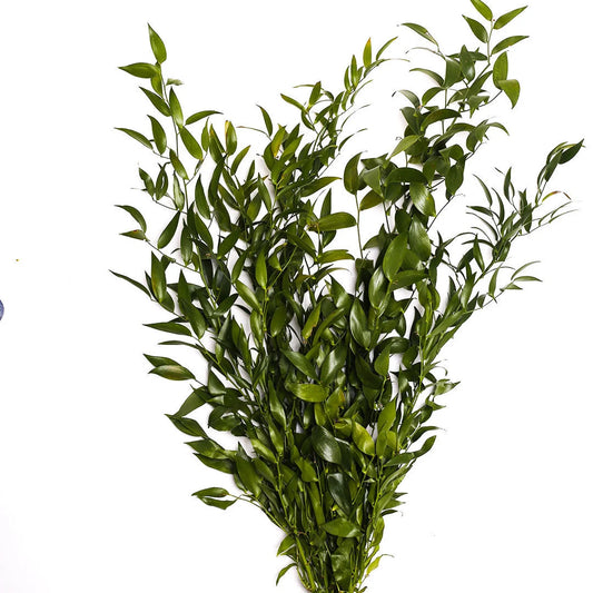 Ruscus italien