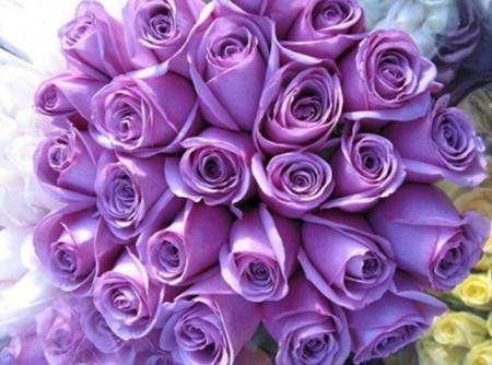 Two Dozen Boxed Purple Roses (Multiple Colors Available)